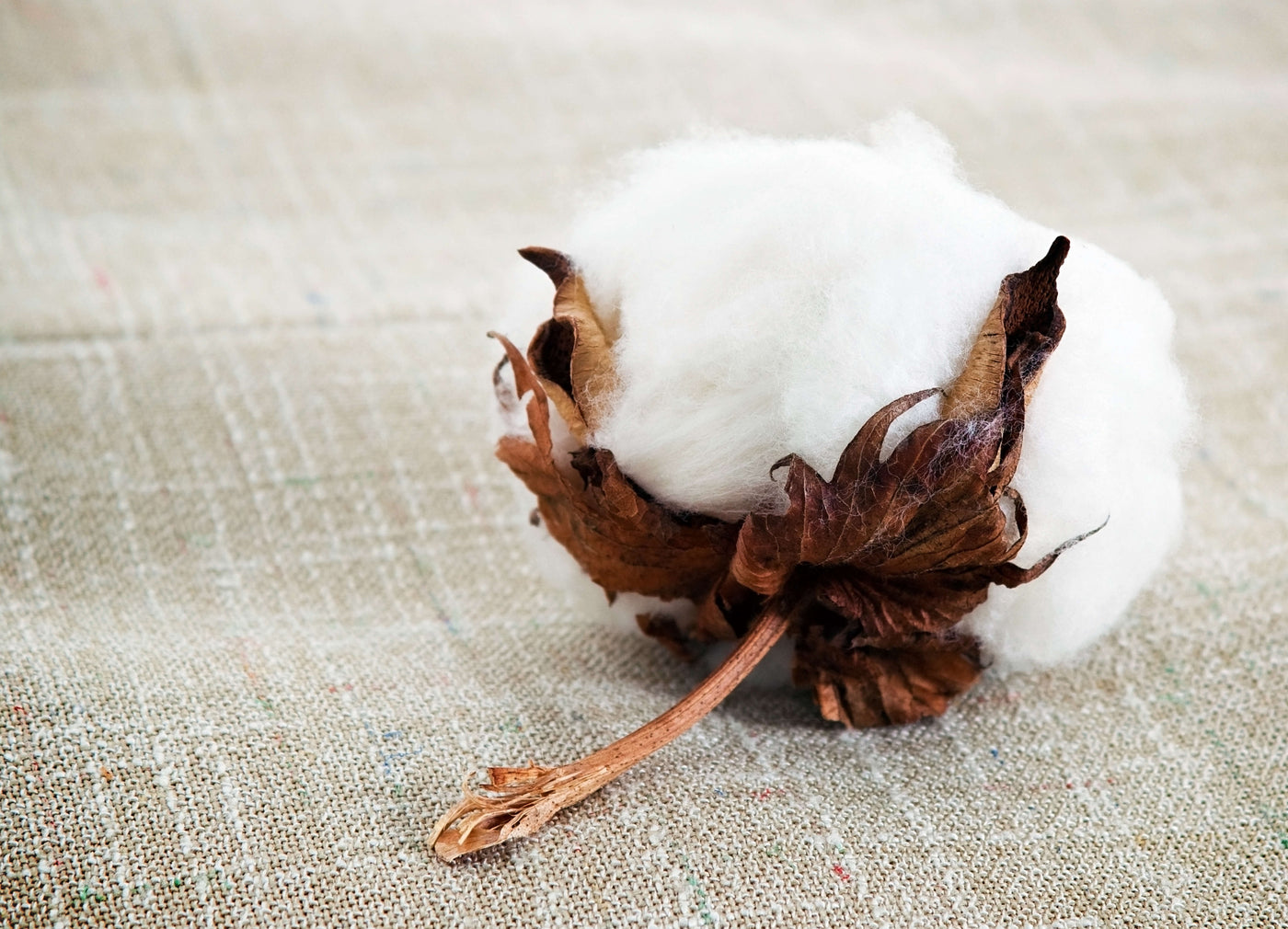 Cotton Fabric