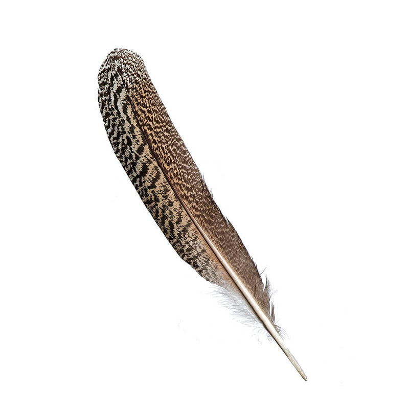 F116 Mottled Peacock Wing Quill